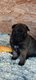 Chiots males berger malinois pedigrée st hubert...