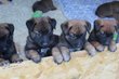 Chiots males berger malinois pedigrée st hubert...