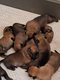 Chiots males berger malinois pedigrée st hubert...