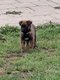Reste 3 Chiots males berger malinois pedigrée st...