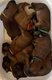 Magnifiques Chiots irish soft coated wheaten...