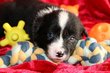 Border collie Pedigree saint hubert (FCI)