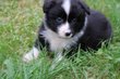 Border collie Pedigree saint hubert (FCI)