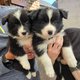 Border collie Pedigree saint hubert (FCI)