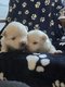 Chiot spitz