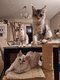 Chatons maine coon disponible de suite.
