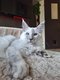 Chatons maine coon disponible de suite.