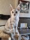 Chatons maine coon disponible de suite.