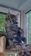 Chatons maine coon disponible de suite.