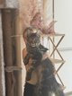 Maine coon