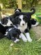 Magnifiques chiots Border Collie