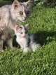 Chaton mignon