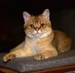 Magnifique  chaton British Shorthair black golden...