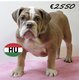 Splendides chiots Bouledogue Anglais de...