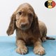 Magnifiques chiots Cocker anglais roux
