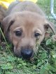 Chiots croisé