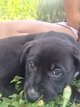 Chiots croisé