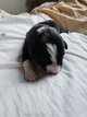 Chiot border collie