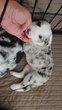 Chiot border collie
