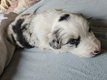 Chiot border collie