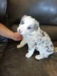 Chiot border collie