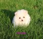 Magnifiques spitz pomsky blanc/creme
