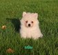 Magnifiques spitz pomsky blanc/creme