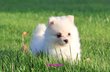 Magnifiques spitz pomsky blanc/creme