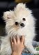 Dernier mini spitz blanc /creme