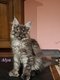 Maine coon