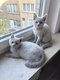 Chatons british shorthair