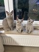 Chatons british shorthair