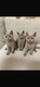 Chatons british shorthair