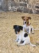 Chiots jack russel