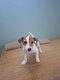 Jack Russel