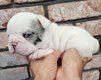 Bouledogue français
