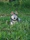 3 Husky à donner contre bon soin