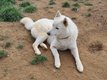 Husky à donner contre bon soin