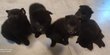 Chiots schipperke