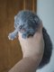 British shorthair a réserver avec pédigrée