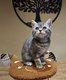 British shorthair blue silver tabby avec...