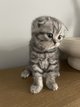 Chaton femelle scottish Fold