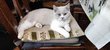 Chaton British shorthair  lilac et blanc...
