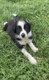 Chiot border collie