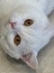Magnifique British shorthair blanc