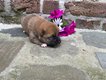 Shiba inu chiot