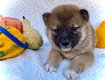 Shiba inu chiot