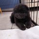 Chiots chow chow