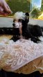 Chien chinois powder puff, houppette poudre,...