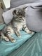 Chaton british shorthair